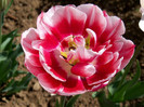 gerbrand kieft