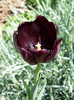 black tulip queen of the night