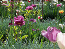 2500004550105256805POyKSA_fs