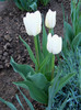 white dream