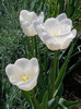 white dream