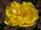 exotic sun