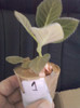 18 oct 2012-flori 002