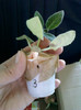 gloxinia...