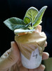 18 oct 2012-flori 019