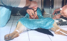 ovarectomy at a female of romanian shepherd carpatin  performed at FMV