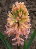 hyacinthus orientalis gipsy queen