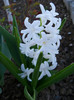 hyacinthus orientalis carnegie