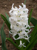 hyacinthus orientalis carnegie