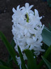 hyacinthus orientalis carnegie
