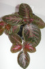 episcia Jims Rose Garden