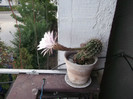 bobocul s-a deschis,,,!!!!