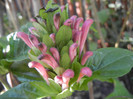 Brazilian Plume Flower (2012, Oct.18)