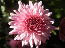 Pink Chrysanthemum (2012, Oct.18)