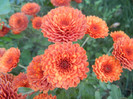 Terracotta Chrysanth (2012, Oct.18)