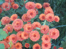 Terracotta Chrysanth (2012, Oct.18)