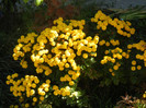 Yellow Chrysanthemum (2012, Oct.18)