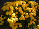 Yellow Chrysanthemum (2012, Oct.18)