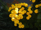 Yellow Chrysanthemum (2012, Oct.18)