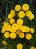 Yellow Chrysanthemum (2012, Oct.18)