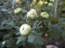 White Chrysanthemum (2012, Nov.18)