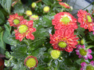 Chrysanth Picomini Red (2012, Sep.21)