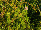 DSCN9468