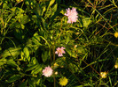 DSCN9495