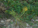 DSCN9529