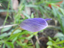 Crocus speciosus (2012, October 18)