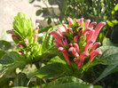 Brazilian Plume Flower (2012, Oct.19)