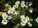 Chrysanth Picomini White (2012, Oct.19)