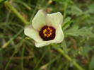 Hibiscus trionum (2012, Oct.11)