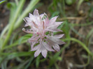 Centaurea cyanus Pink (2012, Oct.03)