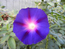 Morning Glory_Ipomoea (2012, Sep.28)
