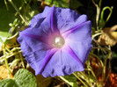 Morning Glory_Ipomoea (2012, Oct.18)
