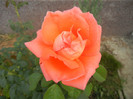 Bright Salmon Rose (2012, Oct.04)