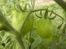 Tomato Yellow Stuffer (2012, Oct.11)