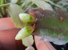 White Christmas Cactus (2012, Oct.18)