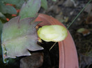 White Schlumbergera (2012, October 18)