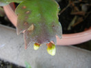 White Schlumbergera (2012, October 18)