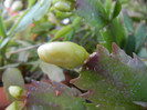 White Schlumbergera (2012, October 18)