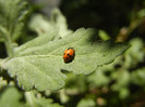 Ladybug on Chrysanth (2012, Oct.19)