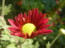 Purple & Yellow Chrysanth (2012, Oct.19)