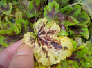 Heucherella "Solar Power"