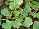 Heuchera sanguinea "Leuchtkafer"