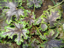 Heucherella "Tapestry"