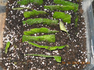 frunzele de strepto in cresa
