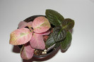 episcia Ember Lace