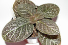 episcia Jims Black Star